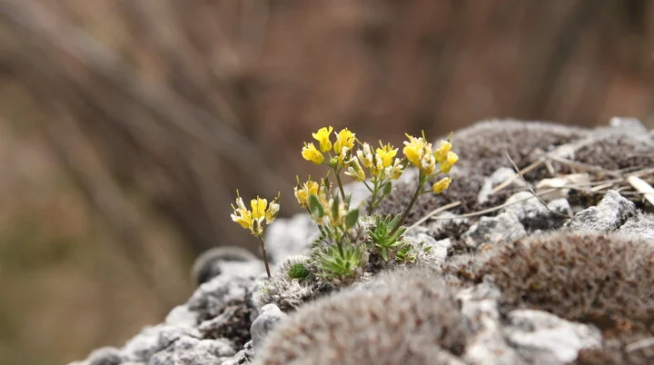 Pflanzen in den Bergen: der Alpenwundklee | © DAV/Steffen Reich